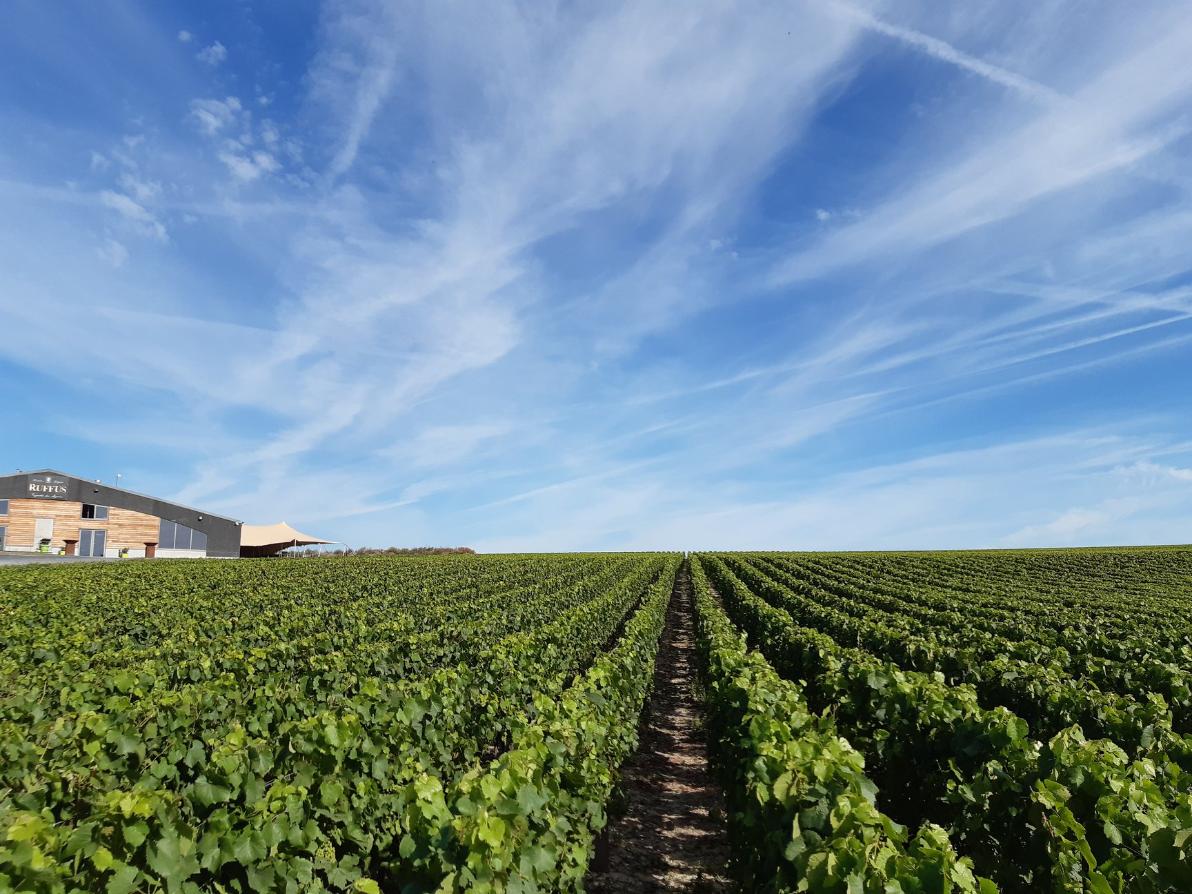 Rows of vines and winery building at Vignoble des Agaises, Haulchin, Belgium